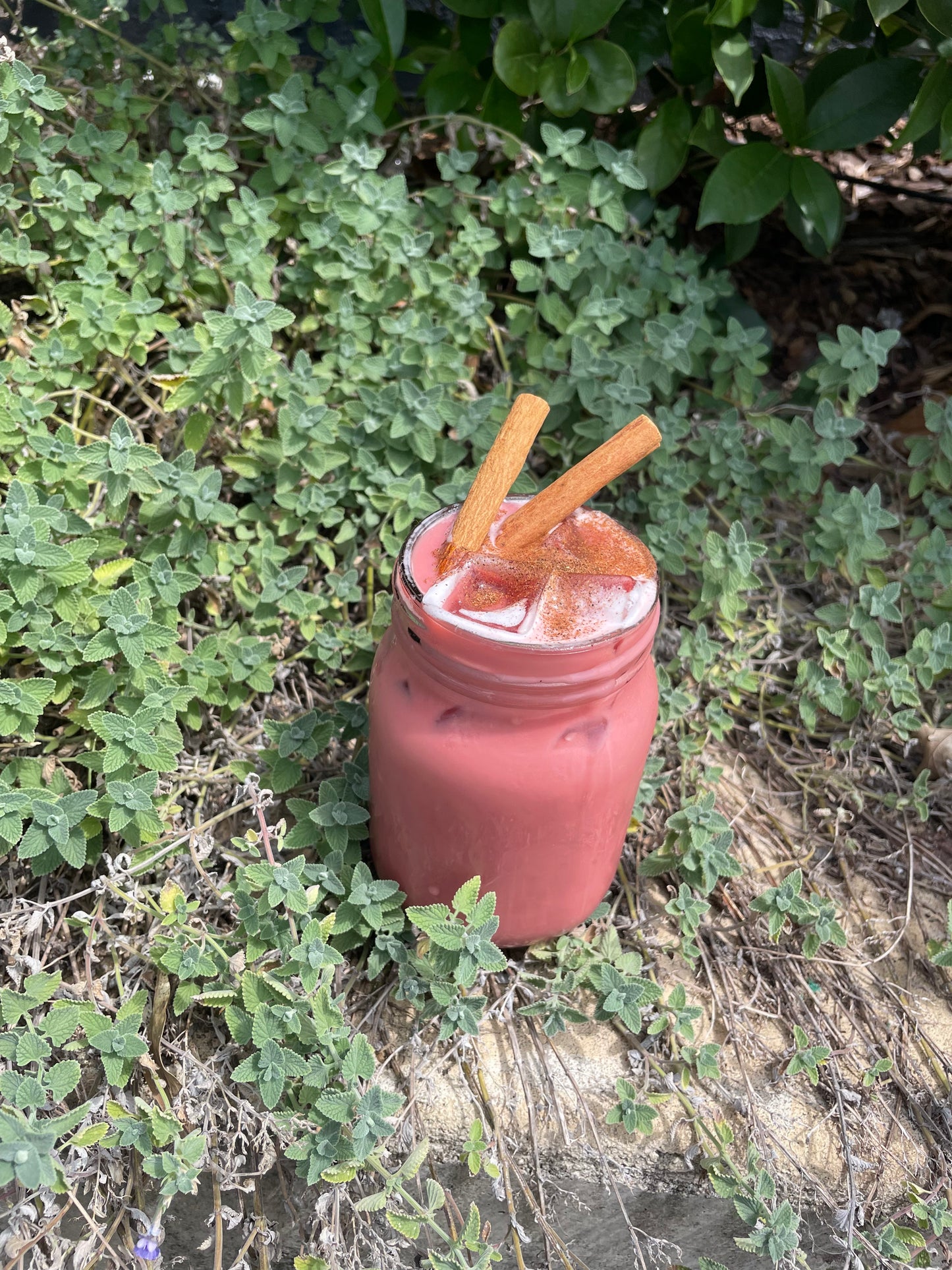 Beets Me! - Dawn Patrol